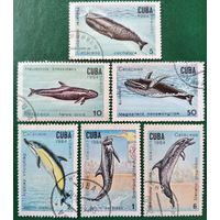 Куба 1984. Киты и дельфины