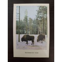 Календарик Беловежская пуща 1971г