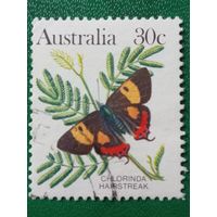 Австралия. Фауна. Бабочки. Chlorinda Hairstreak