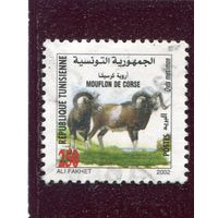 Тунис. Фауна. Европейский муфлон