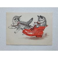Лаптев котики 1964