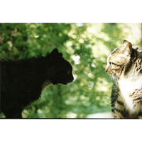 Почтовая карточка "Мужской разговор"