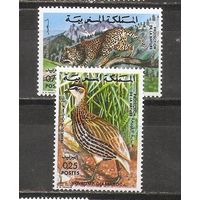 ФФ1 Марокко 1974 Фауна