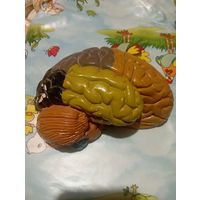Мозг гипсовый
