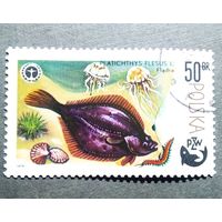 Марка Польша 1979 год Рыба