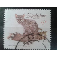 Зимбабве, 1991. Дикая кошка