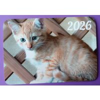 Котенок. Календарик, глянец, 2026.ТРАСКО