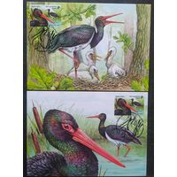 Беларусь 2026 КМ, птица года.