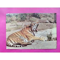 Тигр. Чистая. 1982 года. Фото Анжанова. #186.