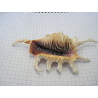 Ракушка с рубля!