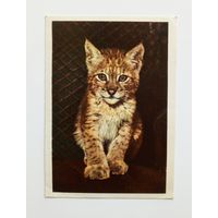 Открытка Рысёнок. Фото Д. Трахтенберга 1963 г. Чистая.