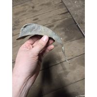 Плавник с каски пожарных (?)