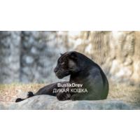 Исключительные права на музыкальную композицию: "BuslikDrev - Дикая кошка"