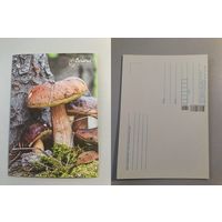 Открытка Беларусь. Грибы. 2023 год