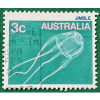 Австралия. Морская фауна. Медуза. Jimble