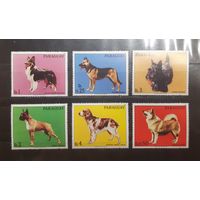 Парагвай. Фауна. Собаки (805)