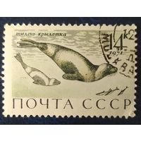 СССР 1971 24 Млекопитающие морей 1 из 5, клей
