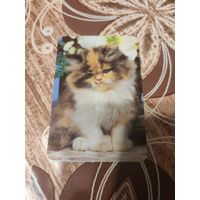 Календарик,коты,украина,2011