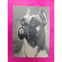 Боксёр. Чистая. 1968 года. Фото Елисеева. 866.