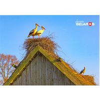 Планета Беларусь, Аисты в деревне Кудричи, 2019, тираж 1000