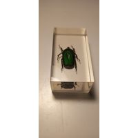 Жук бронзовка в эпоксидке