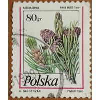 Польша 1995. Ветка сосны