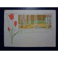 Поздравляю!  Тюльпаны, березы.  1963 г.