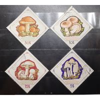 Монголия. Флора. Грибы (953)