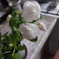 Бальзамин (ванька мокрый)