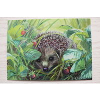 Неприятель Юлия; Земляничный ёжик; чистая.