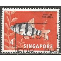 Сингапур. Рыбы. Барбус. 1963г. Mi#55.