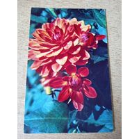 Фото Н.Матанова Георгина Триумф.1974