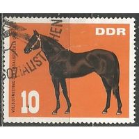 ГДР. Чистокровные лошади. Племенной жеребец. 1967г. Mi#1303.