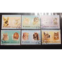 Аджман. Фауна. Кошки и собаки (566)