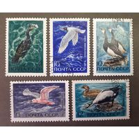 СССР. 1972 год. Фауна. Водоплавающие птицы. 5 марок