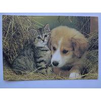 Календарик 1996 г. Котенок и щенок.
