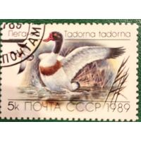 СССР 1989. Фауна. Птицы. Пеганка. Марка из серии