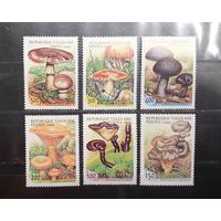 Того. 1999 год. Флора. Грибы (955)