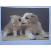 Календарик 1996 г. Щенок играет с котенком.