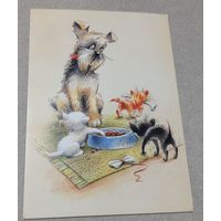 Посткроссинг. Открытка Пёс и котята, худ.Юлия Корякина (10х15). Прошла почту. Художественная марка, чёткий штемпель.