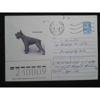 1989 ризеншнауцер прошло почту