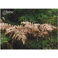 Папоротник. Открытка, глянец