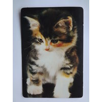 Календарик 1997 г. Котенок.