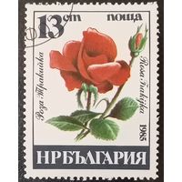 Болгария 1985. Флора. Роза Тракийская