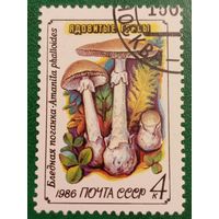 СССР 1986. Ядовитые грибы. Бледная поганка