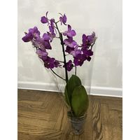 Орхидея 40 см