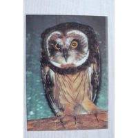 Сова болотная; 1990, чистая (цена за 1 шт., разные оттенки).