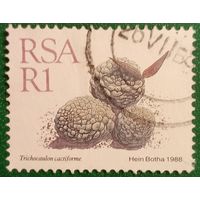 ЮАР 1988. Растение Trichocaulon Cactiforme