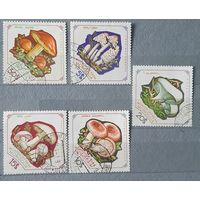 Монголия грибы 5шт