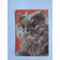 Календарик 1993 г.  Кот. (42).